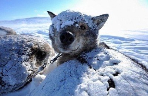 Забавные животные и снег (18 фото)